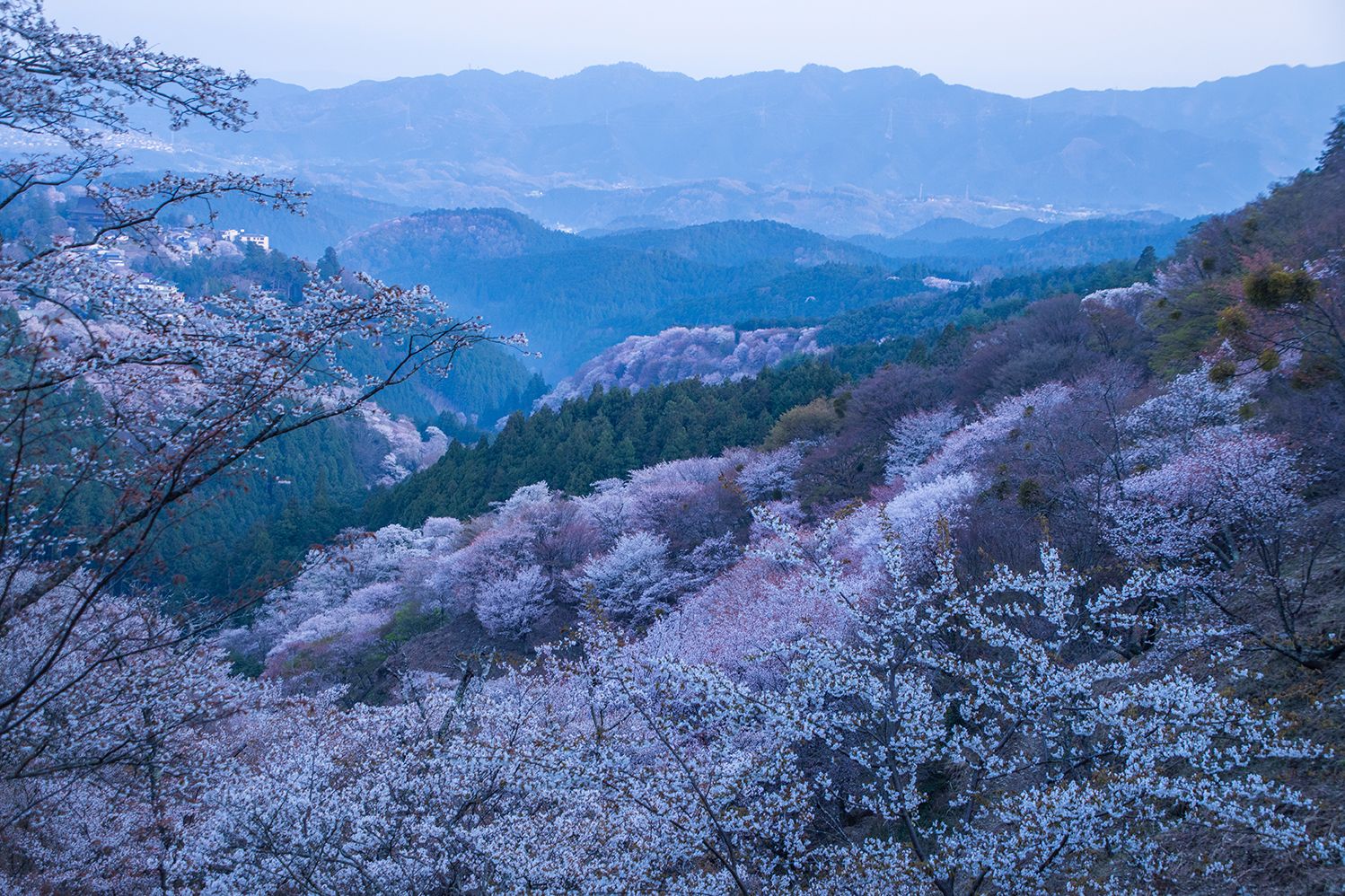 山々と桜が広がる吉野の秘境の風景